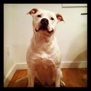 Dudley