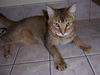 Carmello aka Spencer