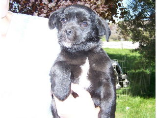 Frieda