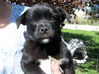 Jocko