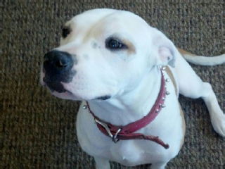 Phoebe