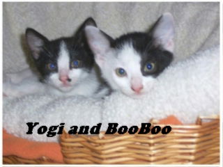 Yogi & BooBoo