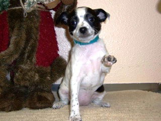 Maybelle