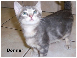 Donner