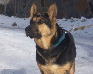 Destilla