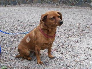 Dolly