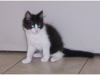 Petunia