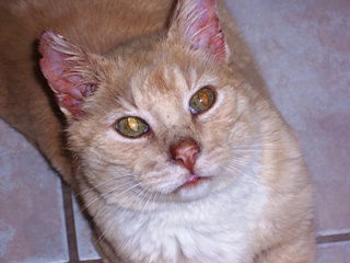 Lucas
