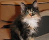 Ember