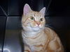 Ginger