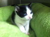 Elvis