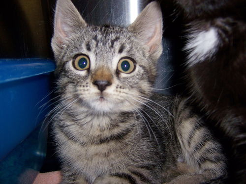 Kitten 1