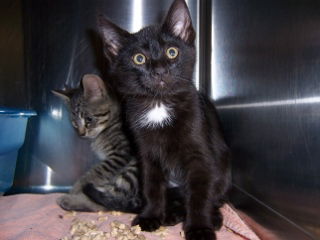 Kitten 2