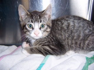 Kitten 3
