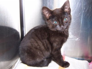Kitten 4