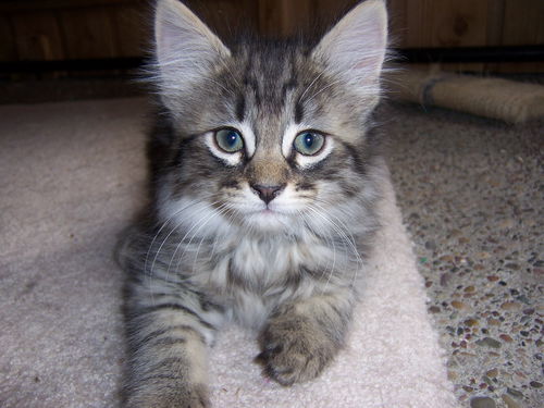 Jax