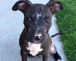 Peter the Pitty