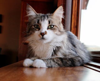 Francine