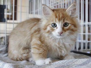 Dewey