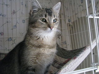 Frieda