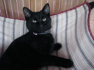 Ava Azazel