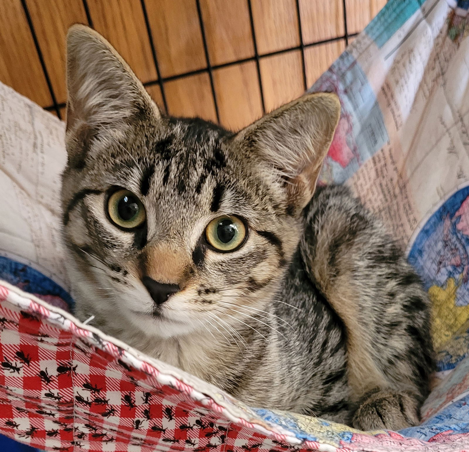 Cats For Adoption In Buckingham, Virginia | Alpha Paw