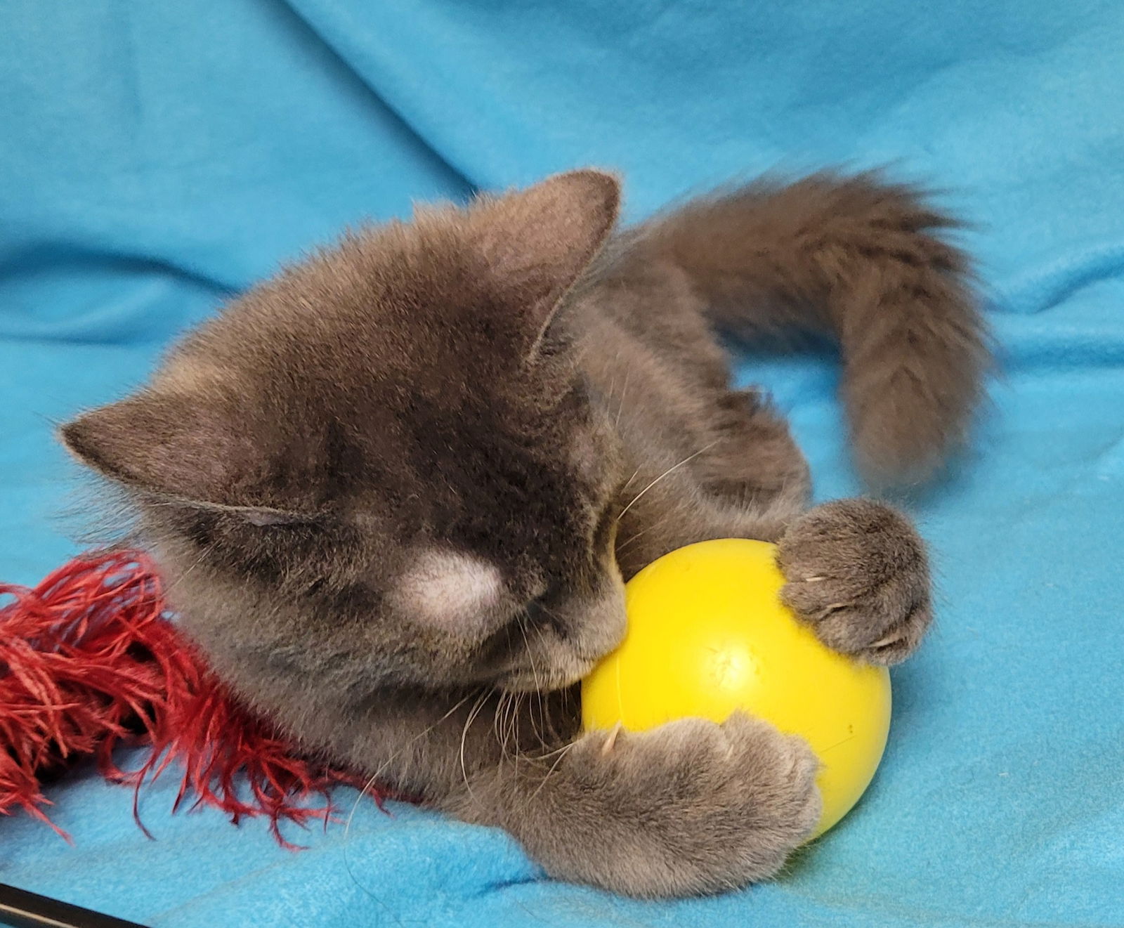 Cats For Adoption In Bedford Virginia Alpha Paw Cats For Adoption In Bedford Virginia Alpha Paw