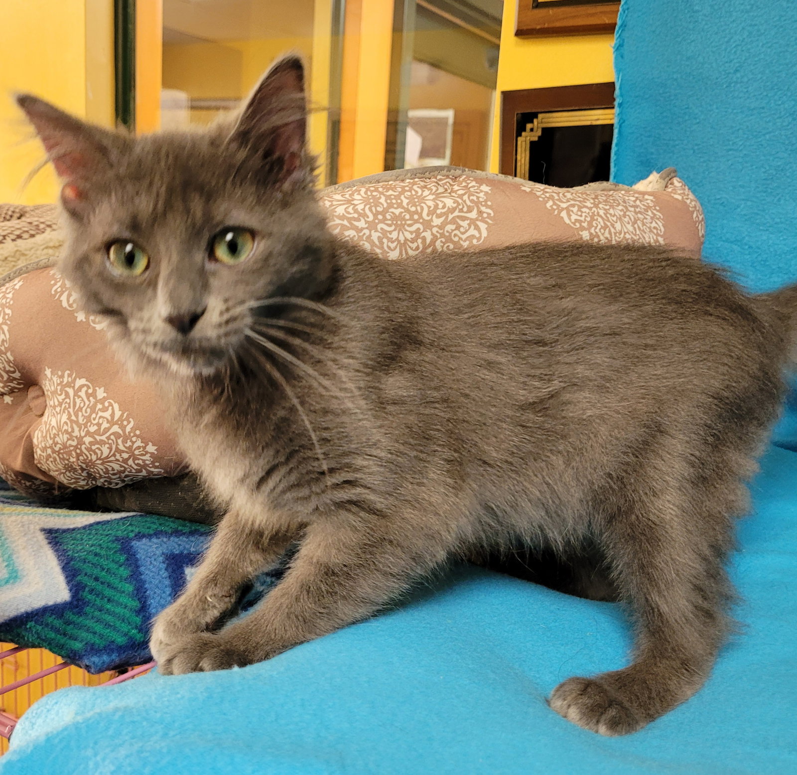 Cats for Adoption in Bedford, Virginia Alpha Paw