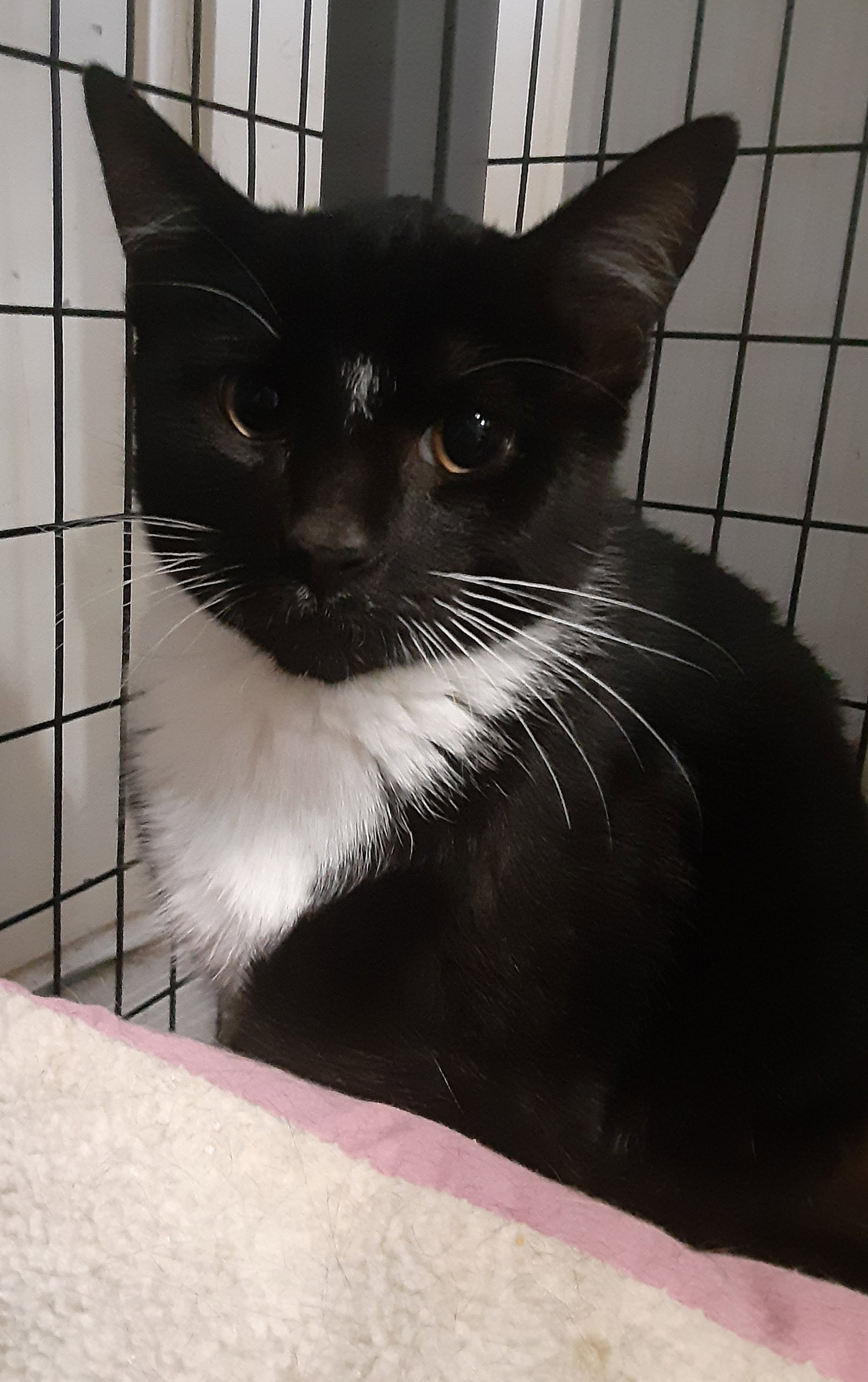 Cats for Adoption in Lynchburg, Virginia Alpha Paw