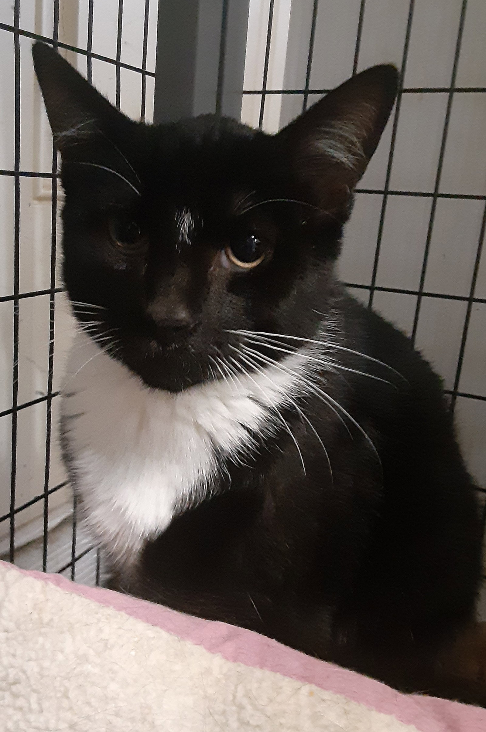 Cats for Adoption in Lynchburg, Virginia Alpha Paw