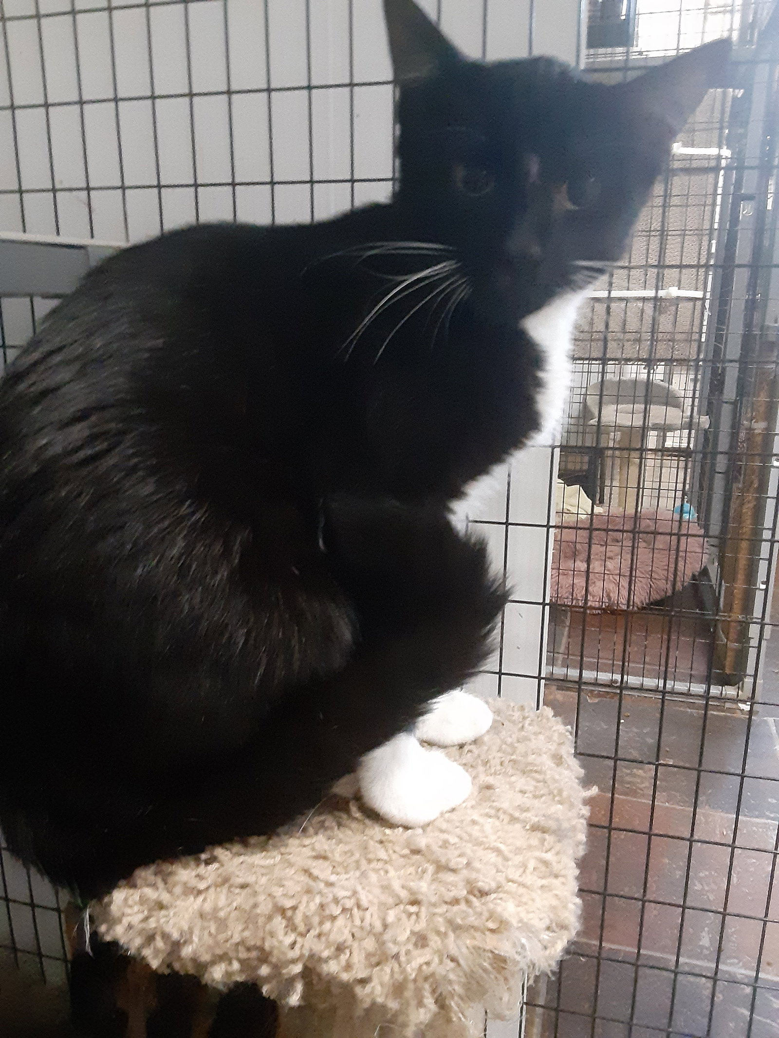 Cats for Adoption in Lynchburg, Virginia Alpha Paw
