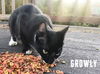 Growley