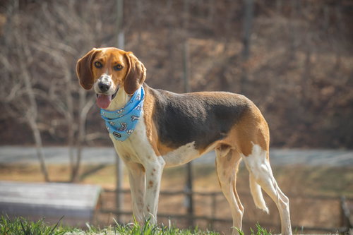 Dr. Pepper, an adoptable Foxhound in Lovingston, VA