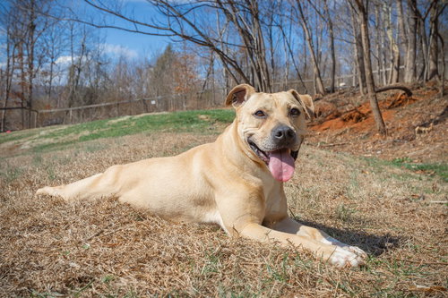 Jaxson, an adoptable Labrador Retriever in Lovingston, VA