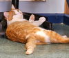 Butterscotch