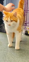 Butterscotch