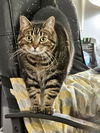 Nala