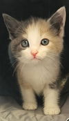 Polly