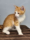 Finley
