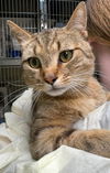 Tawny