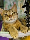 Tawny