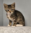 Zena
