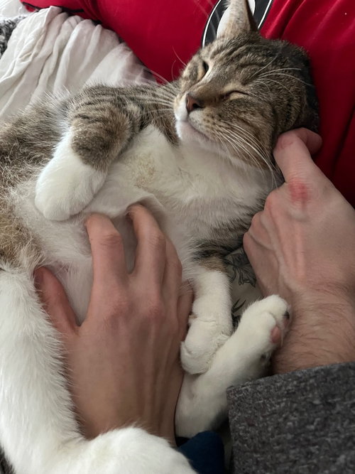 CAPPUCCINO - Tabby available for adoption
