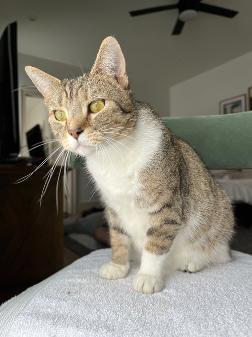 CAPPUCCINO - Tabby available for adoption