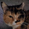 Susie - Photo 1