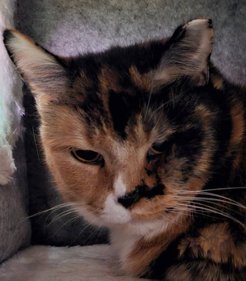 SUSIE - Domestic Short Hair available for adoption