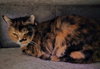 Susie - Photo 3