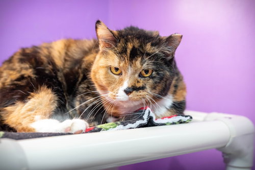 Susie, an adoptable Domestic Short Hair in Lovingston, VA