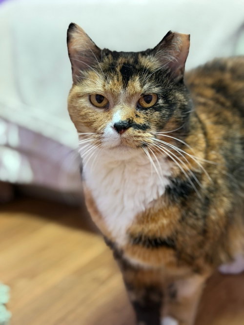 Susie, an adoptable Domestic Short Hair in Lovingston, VA