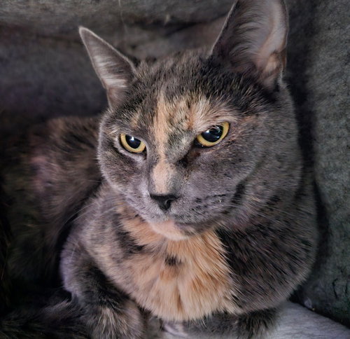 MARY - Tortoiseshell available for adoption